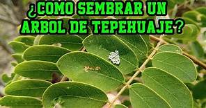 ¿Cómo sembrar un árbol de Tepehuaje (Lysiloma acapulcensis)? Cultivo del tepehuaje...