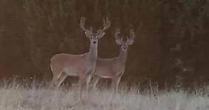 Texas hunting lease now... - Hunting Land Rentals by Owner