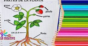 PARTES DE LA PLANTA Ciencias naturales para escolares / Parts of the plant