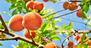 PEACH TREES - TIME LAPSE | Slide Show How to Grow Peaches