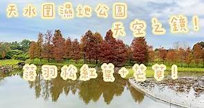 懶￼人必去路線｜天水圍濕地公園｜絕美天空之鏡！｜落羽松紅葉+芒草2023｜重點不需要行山｜詳細交通路線及門票詳情｜半年只需$50👍無限任玩任影