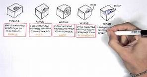 Dermatology - Lesion Terminology