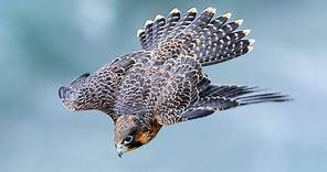 PEREGRINE FALCON - a dive fighter! The FASTEST animal on the planet!