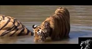 El tigre: Panthera tigris