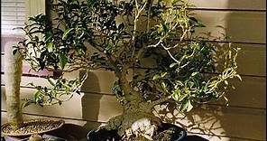 Ficus Rubiginosa - Port Jackson Ficus, Rusty Ficus