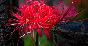 The Red Spider Lily And Why Its Name Is Synonymous With Death - defendersblog