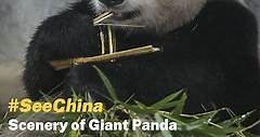Scenery of Giant Panda National Park