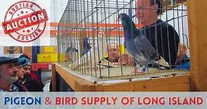 The Best [PIGEON Auction] - Long Island, NY