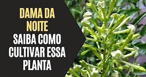 Dama da Noite: Como Cultivar Essa Planta