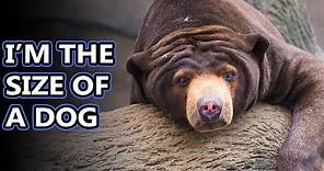 Sun Bear facts: the littlest bear | Animal Fact Files