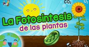 La Fotosintesis de las Plantas: La Fotosintesis es ... (Vídeos Educativos para Niños)