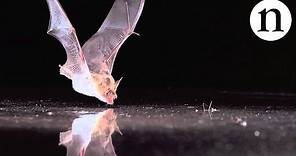 BAT SENSE - by Nature Video