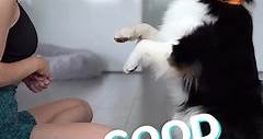 Australian Shepherd Puppy Incredible Tricks!