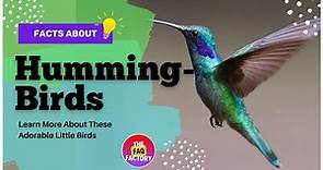 Hummingbirds 101: Fascinating Facts About Hummingbirds