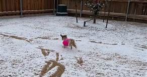 Snowy playtime in Texas | Two cute dogs