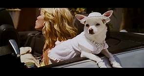 'Un Chihuahua de Beverly Hills'- Tráiler oficial doblado al español