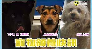 【寵物領養快訊】香港愛護動物協會 29/06/2018