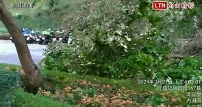 強風來襲！台北內湖捷運站外施工圍籬脫落 山坡路樹倒塌1傷 (翻攝畫面) - 自由電子報影音頻道