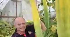 Longest cucumber (Cucumis sativus): 113.4 cm (3 ft 8.64 in) 🥒 by Sebastian Suski🇵🇱🇬🇧 | Guinness World Records