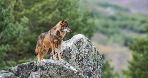 La situación del lobo ibérico en España: los científicos estudian su población