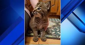 Family's new kitten turns out to be a bobcat