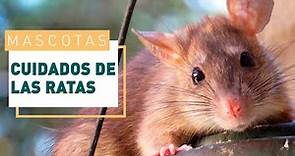 Cuidados de las ratas: Accesorios necesarios y consejos | Mascotas en VERDECORA