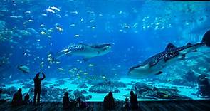 Georgia Aquarium - Get Insider Tips & Ticket Discounts - Discover Atlanta