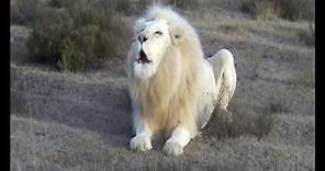 White Lion Roar