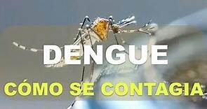 ¿Cómo se contagia el dengue?