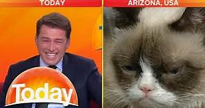 'Look at that cat!': Reporter can't stop laughing at Grumpy Cat | Today Show Australia