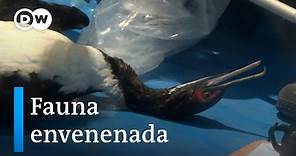 Perú: aves marinas mueren con el pico lleno de petróleo negro