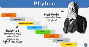 Phylum - Definition and Examples - Biology Online Dictionary