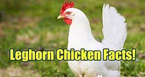 Five important facts about Leghorn chickens! Great homestead breed!