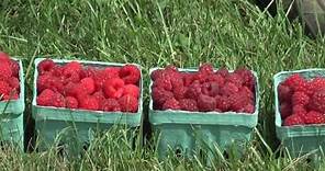 Different Varieties of Raspberries, Part 1