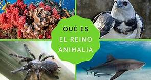 Reino Animalia o animal: qué es, características, clasificación y ejemplos - Resumen