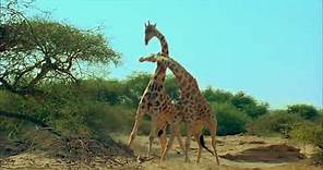 Earth - Un Giorno Straordinario - La Lotta delle Giraffe - Clip dal Film | HD