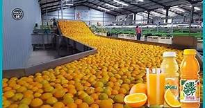 How Orange Juice Is Made in Factory - The Journey of Orange Juice Production