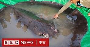 全球最大淡水魚出現在柬埔寨湄公河 重達300公斤－ BBC News 中文