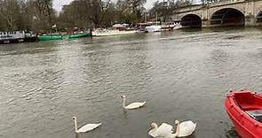 Kingston Upon Thames | United Kingdom | Glimpse