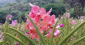 2.) Amazing Orchid Garden In Cebu, Philippines!