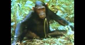 The Chimps of Gombe Part 1