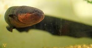 WATCH: Electric Eels Can Leap From the Water to Attack