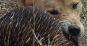 Meet the Echidna, an Incredible, Fire-Proof Spiny Anteater