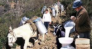Vida diaria de 3 FAMILIAS DE CABREROS en el monte: ordeño, pastoreo y cuidado de las CABRAS