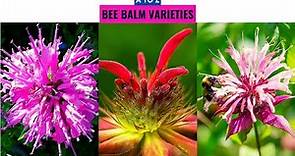 Bee Balm Varieties A to Z