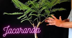 Jacaranda Bonsai Tree. Jacaranda mimosifolia