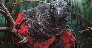 Dracula Parrot - Animal of the Week