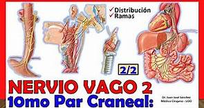 🥇 10mo Par Craneal - NERVIO VAGO 2/2 - (Neumogástrico). Distribución y Ramas