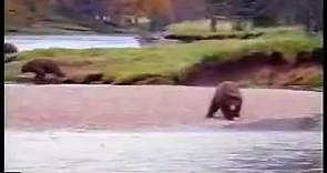 Grizzly Man Timothy Treadwell death footage
