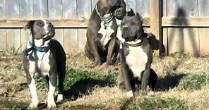 Real American Pit Bull Terriers! (ALL Under 65 lbs) READ DESCRIPTION FIRST!!